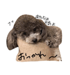 cocker＆poodle MIMI/Dori Vol.2（個別スタンプ：40）