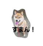 小太郎2017（個別スタンプ：6）