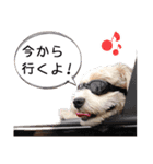 ミックス犬ロブとマロイ（個別スタンプ：1）