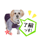 ミックス犬ロブとマロイ（個別スタンプ：3）