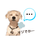 ミックス犬ロブとマロイ（個別スタンプ：4）