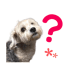 ミックス犬ロブとマロイ（個別スタンプ：5）