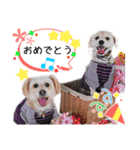 ミックス犬ロブとマロイ（個別スタンプ：6）