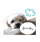 ミックス犬ロブとマロイ（個別スタンプ：7）