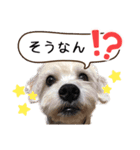 ミックス犬ロブとマロイ（個別スタンプ：8）