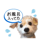 ミックス犬ロブとマロイ（個別スタンプ：9）