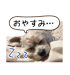 ミックス犬ロブとマロイ（個別スタンプ：10）