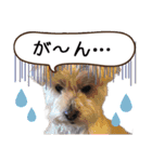 ミックス犬ロブとマロイ（個別スタンプ：11）