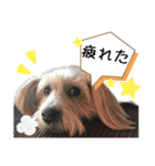 ミックス犬ロブとマロイ（個別スタンプ：12）