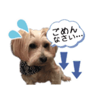 ミックス犬ロブとマロイ（個別スタンプ：13）