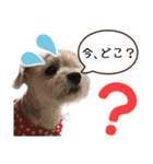 ミックス犬ロブとマロイ（個別スタンプ：14）