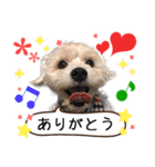 ミックス犬ロブとマロイ（個別スタンプ：15）