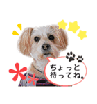 ミックス犬ロブとマロイ（個別スタンプ：16）