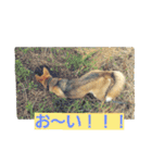 雑種犬たまおちゃんスタンプ4（個別スタンプ：4）