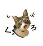 yumetyanodebutyanseikatu（個別スタンプ：1）