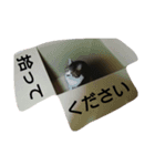 yumetyanodebutyanseikatu（個別スタンプ：2）