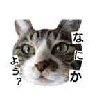 yumetyanodebutyanseikatu（個別スタンプ：3）