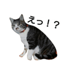 yumetyanodebutyanseikatu（個別スタンプ：4）