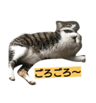 yumetyanodebutyanseikatu（個別スタンプ：5）