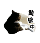 yumetyanodebutyanseikatu（個別スタンプ：6）