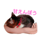 yumetyanodebutyanseikatu（個別スタンプ：7）