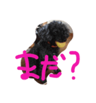 chiroru-choko（個別スタンプ：3）