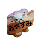 わんコロ家（個別スタンプ：1）