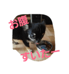 わんコロ家（個別スタンプ：5）