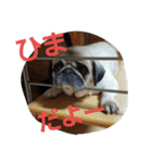 わんコロ家（個別スタンプ：8）
