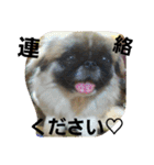 わんコロ家（個別スタンプ：9）