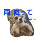 わんコロ家（個別スタンプ：14）