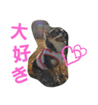 わんコロ家（個別スタンプ：24）