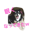 わんコロ家（個別スタンプ：26）