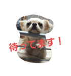 わんコロ家（個別スタンプ：28）