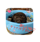 わんコロ家（個別スタンプ：29）