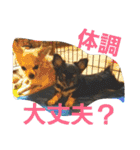 わんコロ家（個別スタンプ：30）