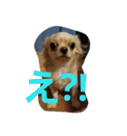 わんコロ家（個別スタンプ：34）