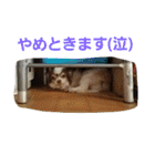 わんコロ家（個別スタンプ：40）