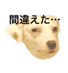 柴犬と白い雑種犬-4（個別スタンプ：2）