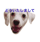 柴犬と白い雑種犬-4（個別スタンプ：11）