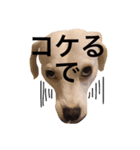 柴犬と白い雑種犬-4（個別スタンプ：18）