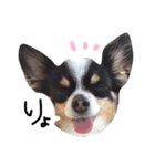 我が家のぷうさん（個別スタンプ：10）
