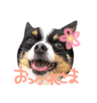 我が家のぷうさん（個別スタンプ：11）