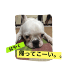 wasaeno2（個別スタンプ：10）
