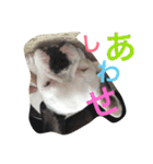 wasaeno2（個別スタンプ：12）