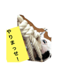 wasaeno2（個別スタンプ：15）