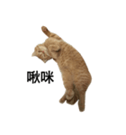 i just want to sleep meow（個別スタンプ：3）