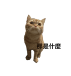 i just want to sleep meow（個別スタンプ：4）