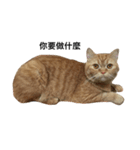 i just want to sleep meow（個別スタンプ：5）