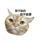 i just want to sleep meow（個別スタンプ：6）